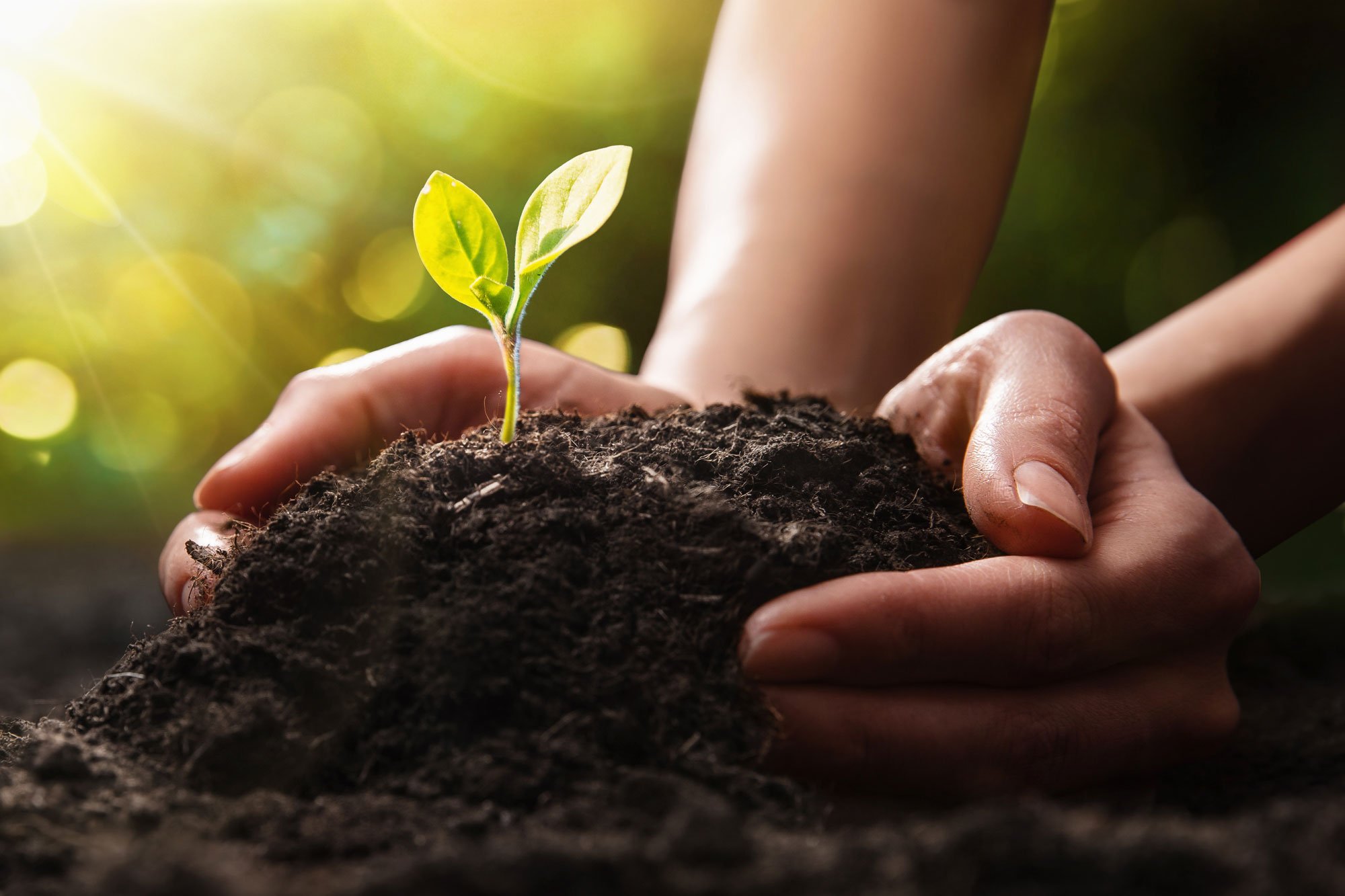 Plant-in-Hands.-Ecology-concept-mobile